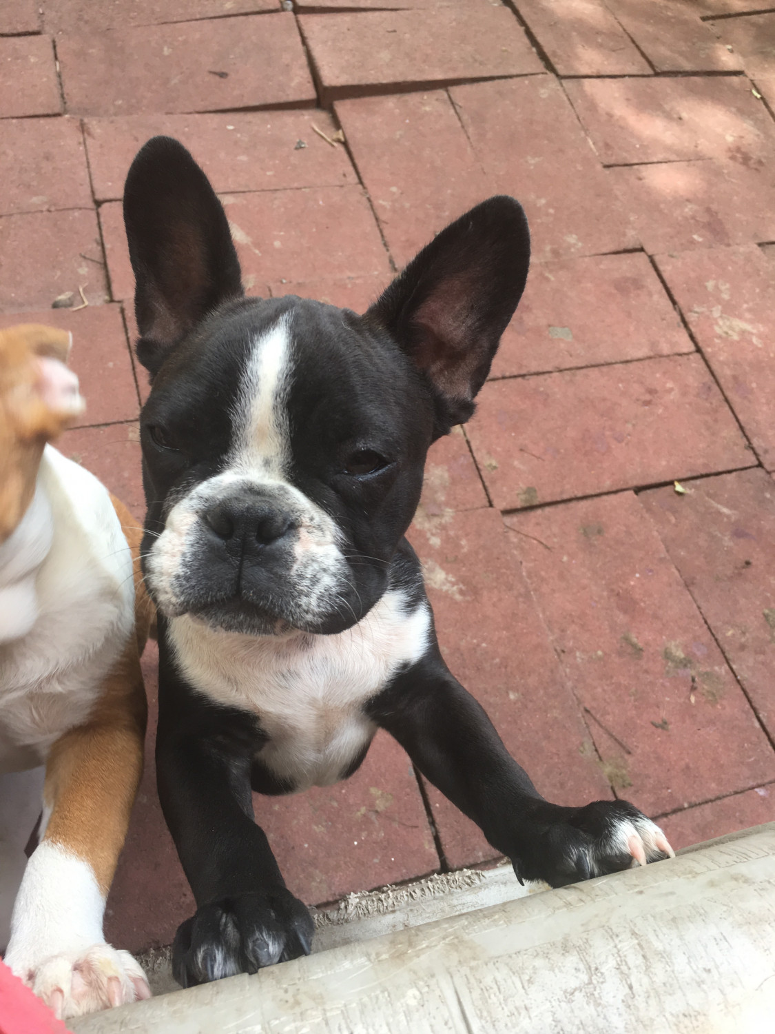 French Bulldog Puppies For Sale Berlin, CT 241582