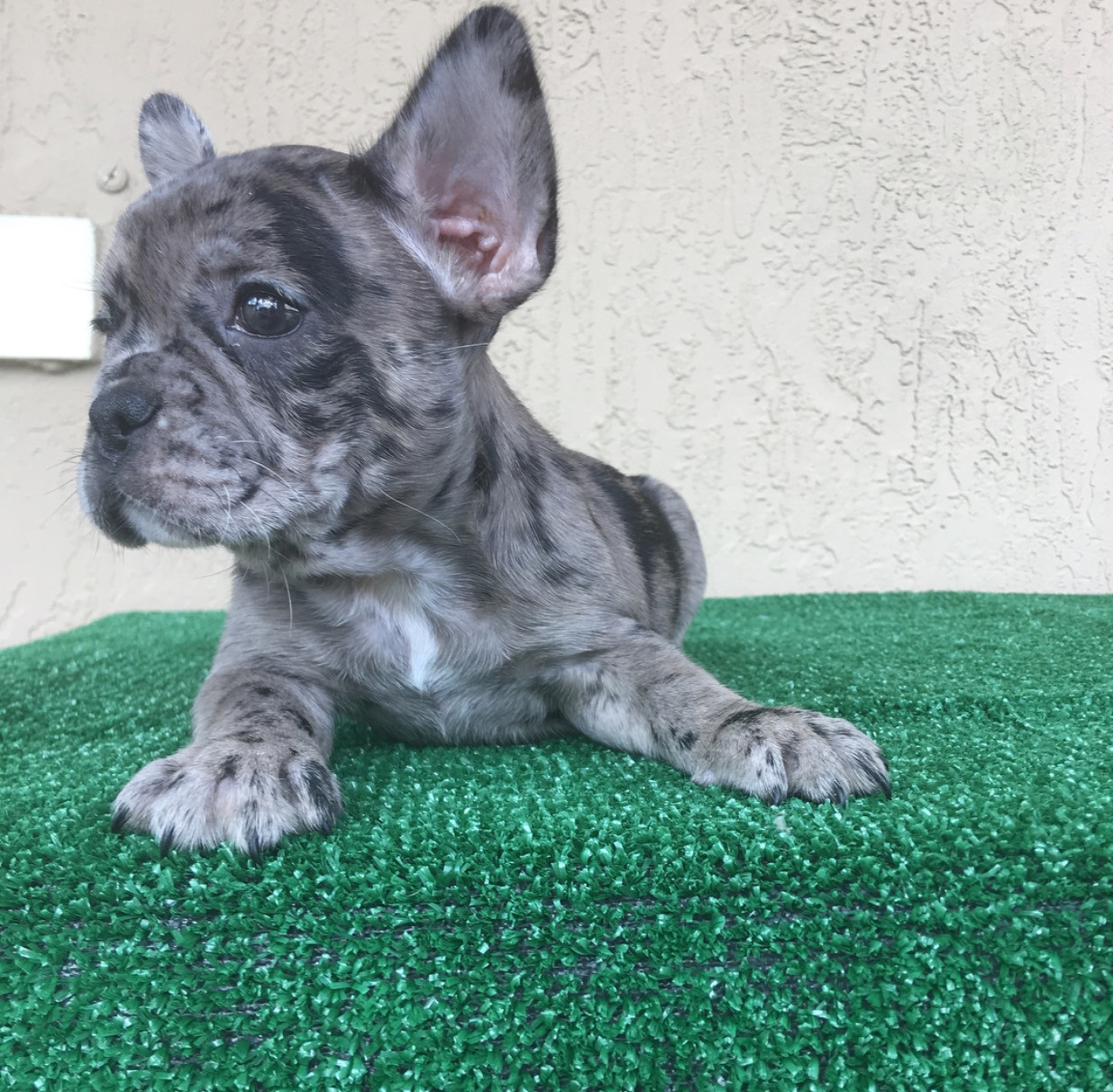 French Bulldog Puppies For Sale In For Cheap