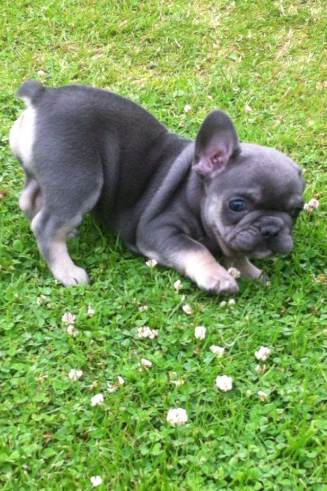 French Bulldog Puppies For Sale New York, IA 241870