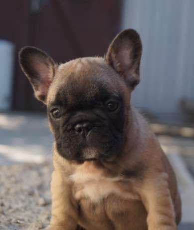 French Bulldog Puppies For Sale | Worcester, MA #241962