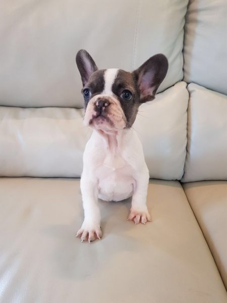 French Bulldog Puppies For Sale Manchester Nh 242654