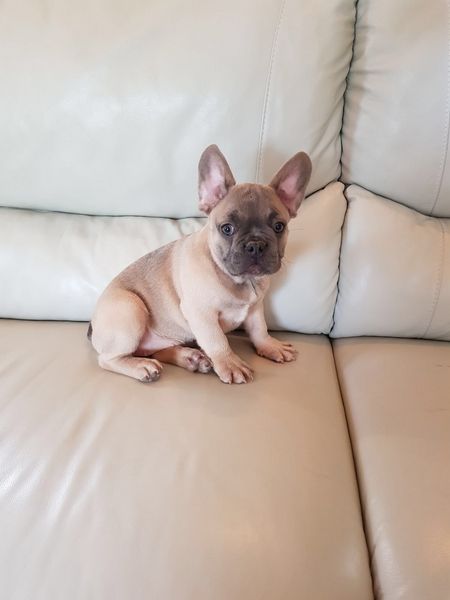 French Bulldog Puppies For Sale Manchester Nh 242654