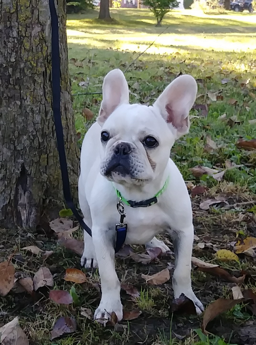 French Bulldog Puppies For Sale Dayton, OH 237647