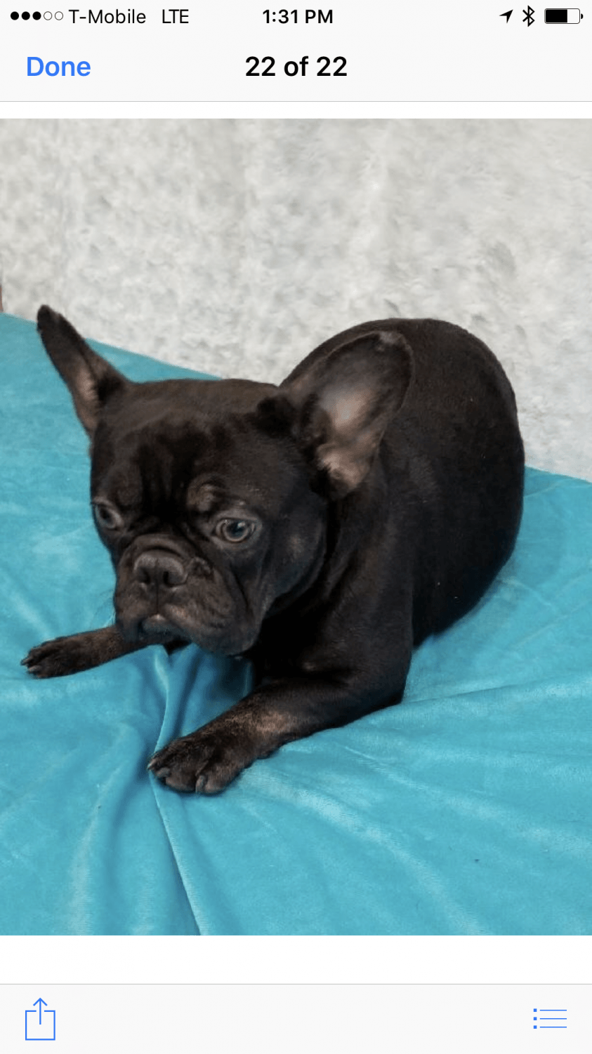 French Bulldog Puppies For Sale | Ontario, CA #244480