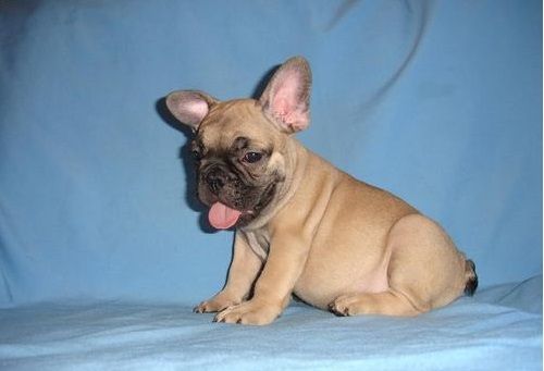 French Bulldog Puppies For Sale Goldsboro, NC 245276