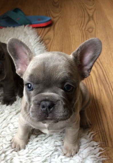 Cute French Bulldog Puppies For Sale In Ohio