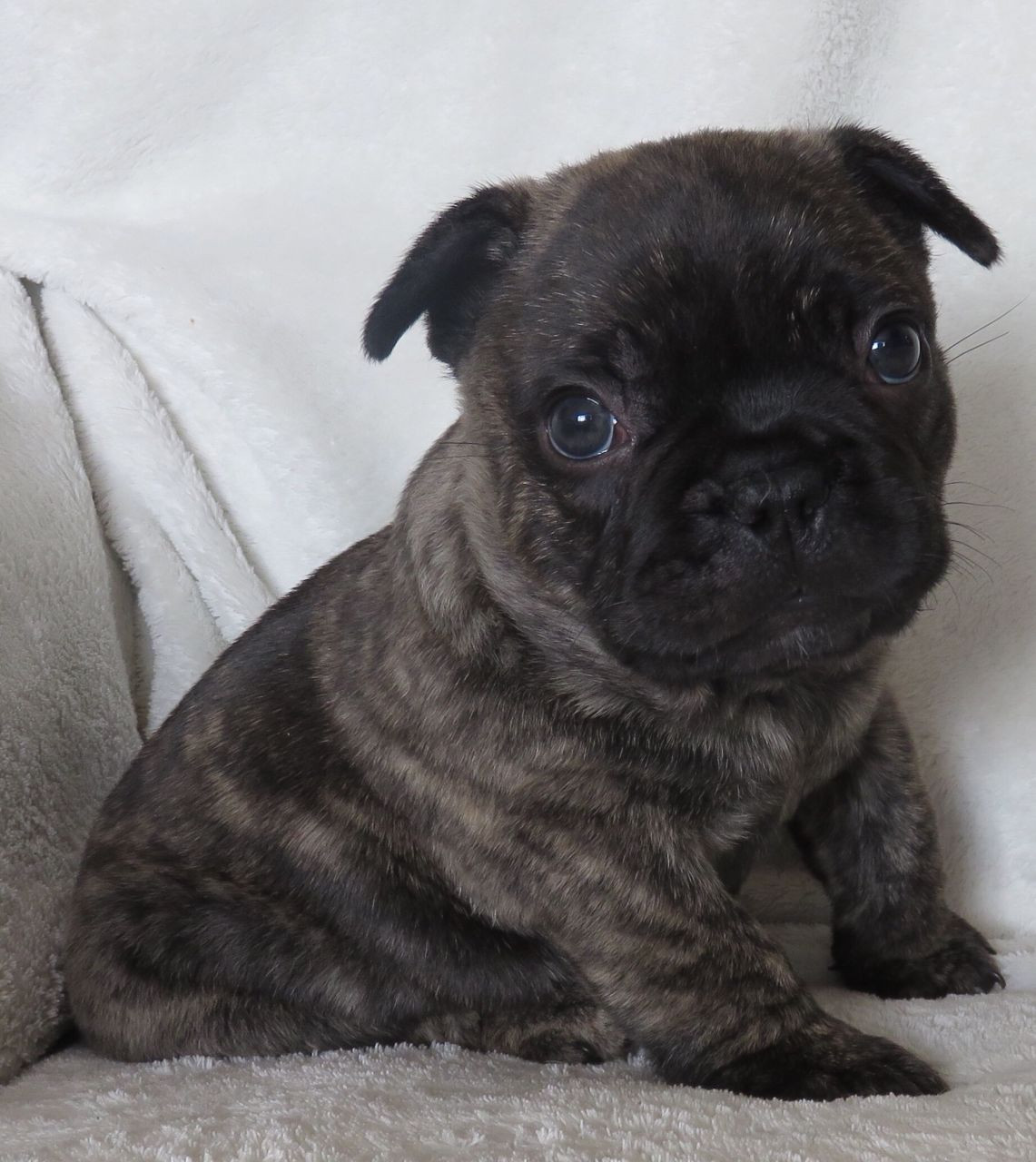 63+ French Bulldog Puppies For Sale In Ohio