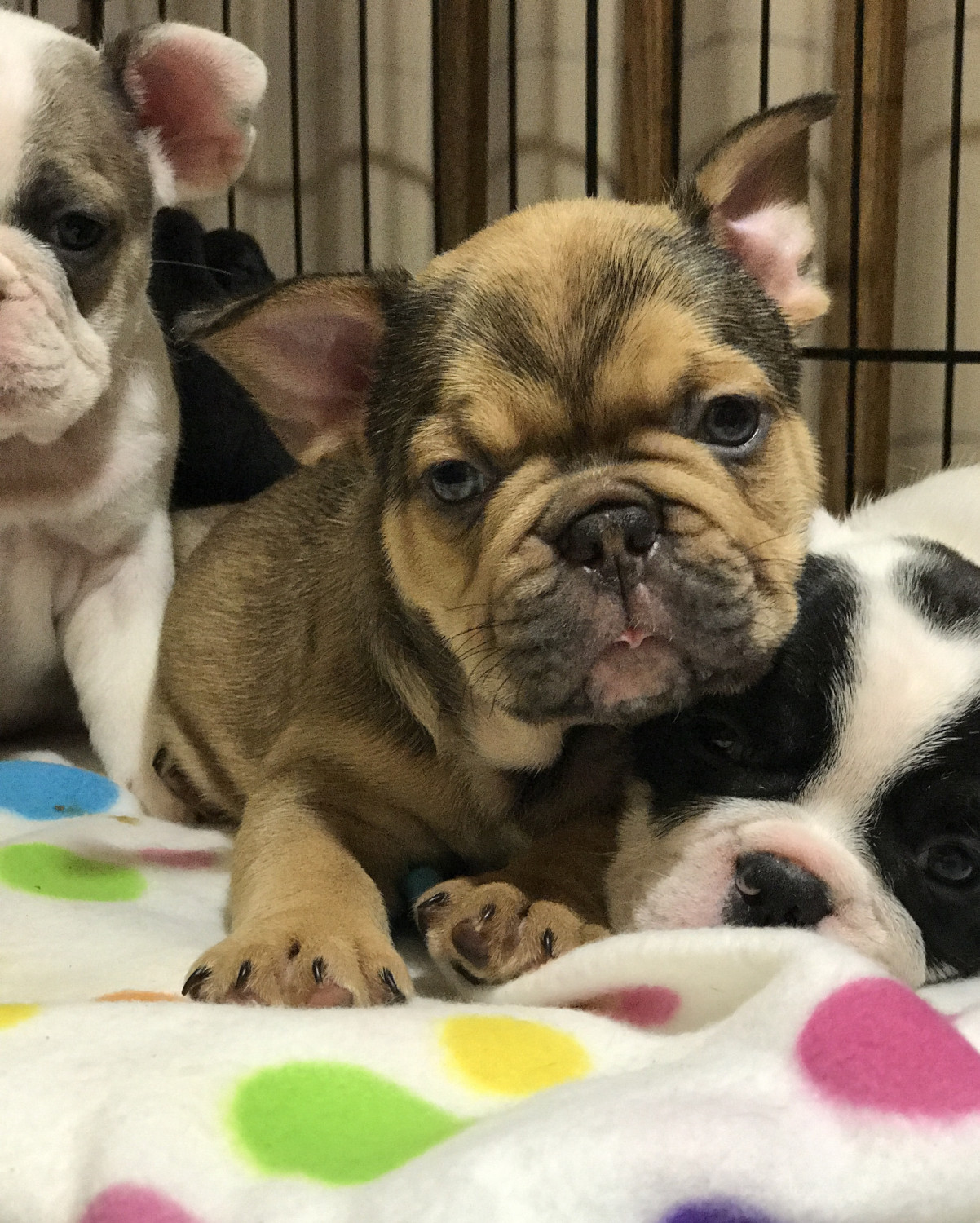 French Bulldog Puppies For Sale Ferndale, WA 247315