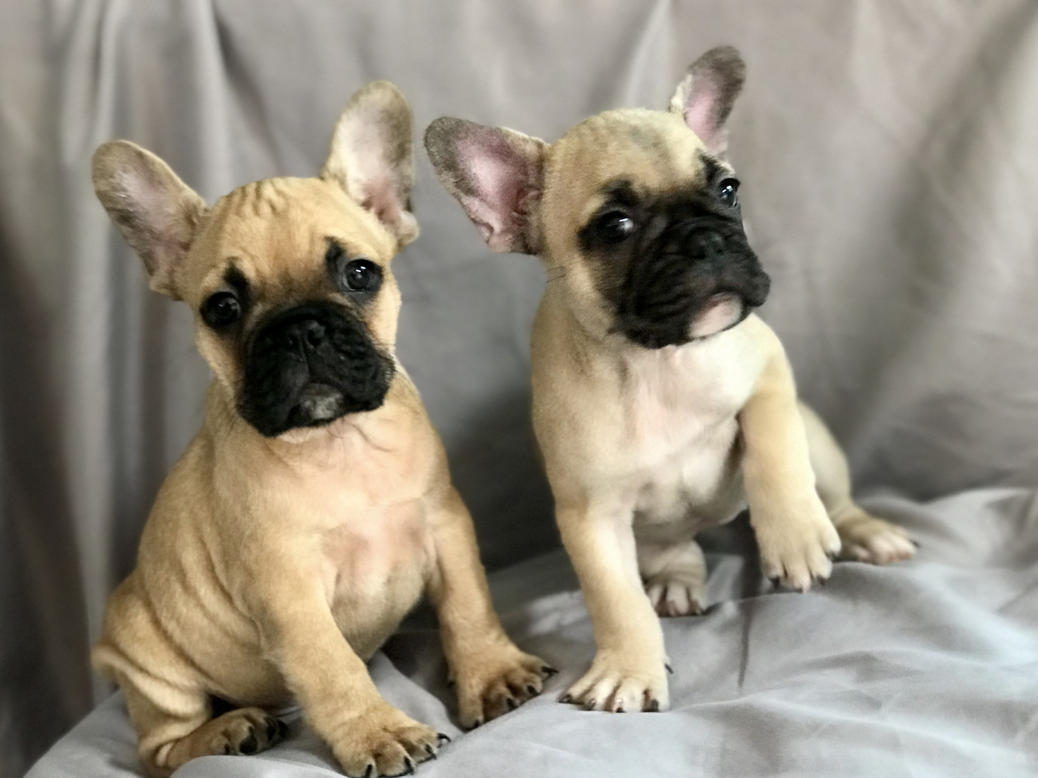 French Bulldog Puppies For Sale Orange County, CA 250507