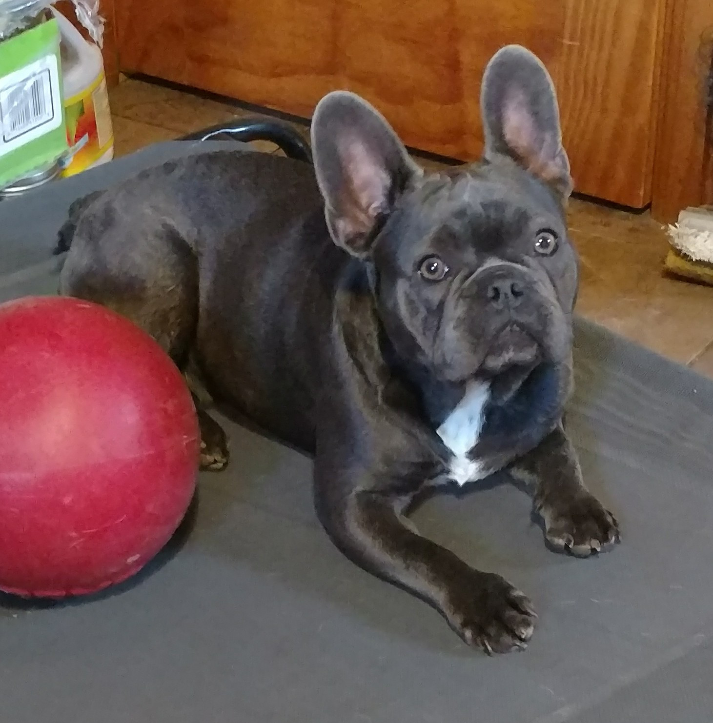 French Bulldog Puppies For Sale New York, NY 250508