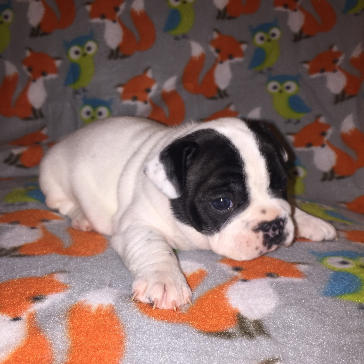 French Bulldog Puppies For Sale Charlotte, NC 250854