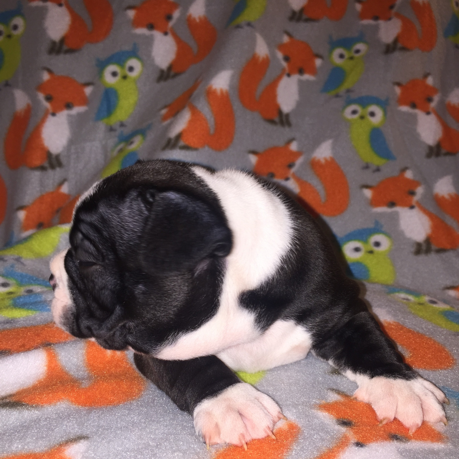 French Bulldog Puppies For Sale Charlotte, NC 250854