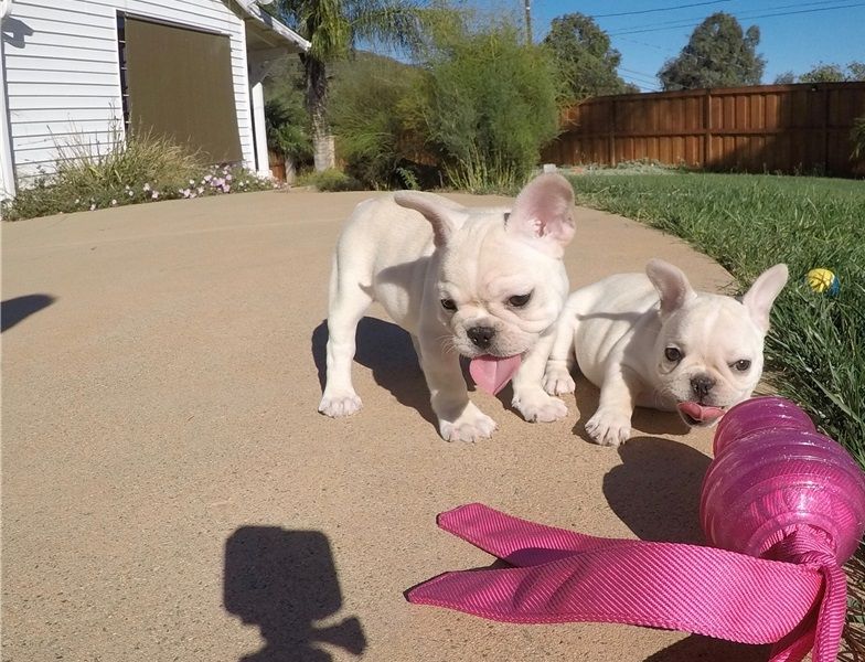 French Bulldog Puppies For Sale Sacramento, CA 251626
