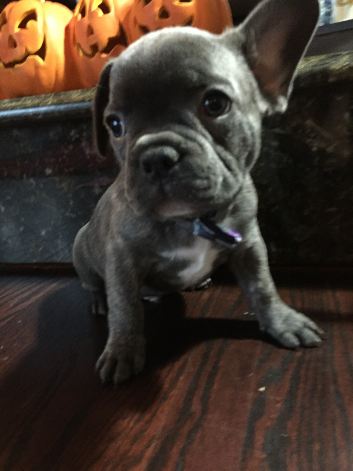 French Bulldog Puppies For Sale Sterling Heights, MI 252082