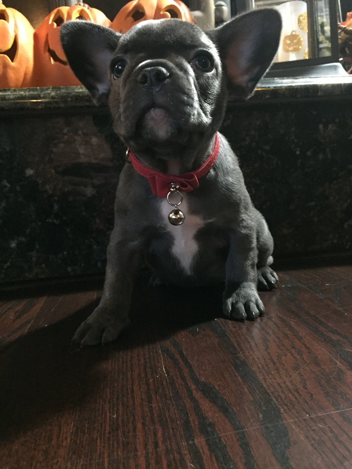 French Bulldog Puppies For Sale Sterling Heights, MI 252082
