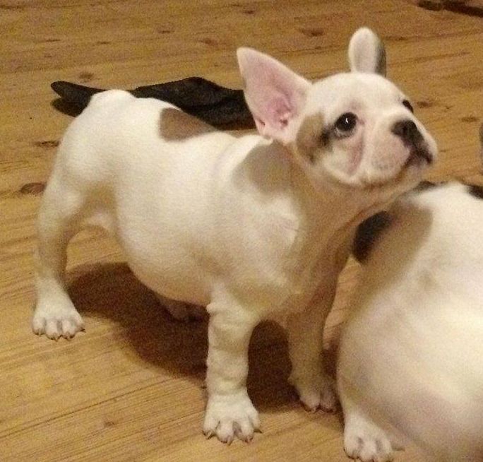 French Bulldog Puppies For Sale Bowling Green, MO 252133