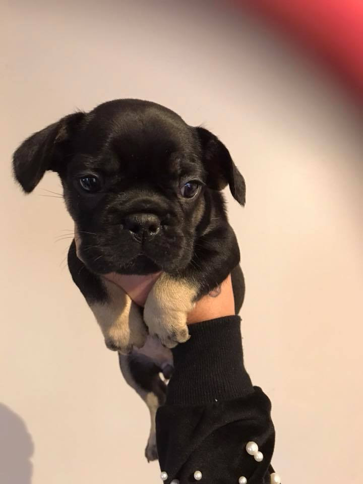 French Bulldog Puppies For Sale Rochester, NY 252656
