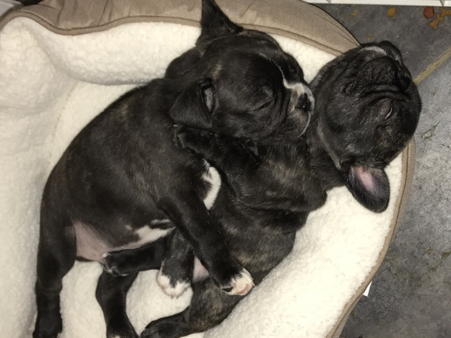 French Bulldog Puppies For Sale Louisville, KY 253015