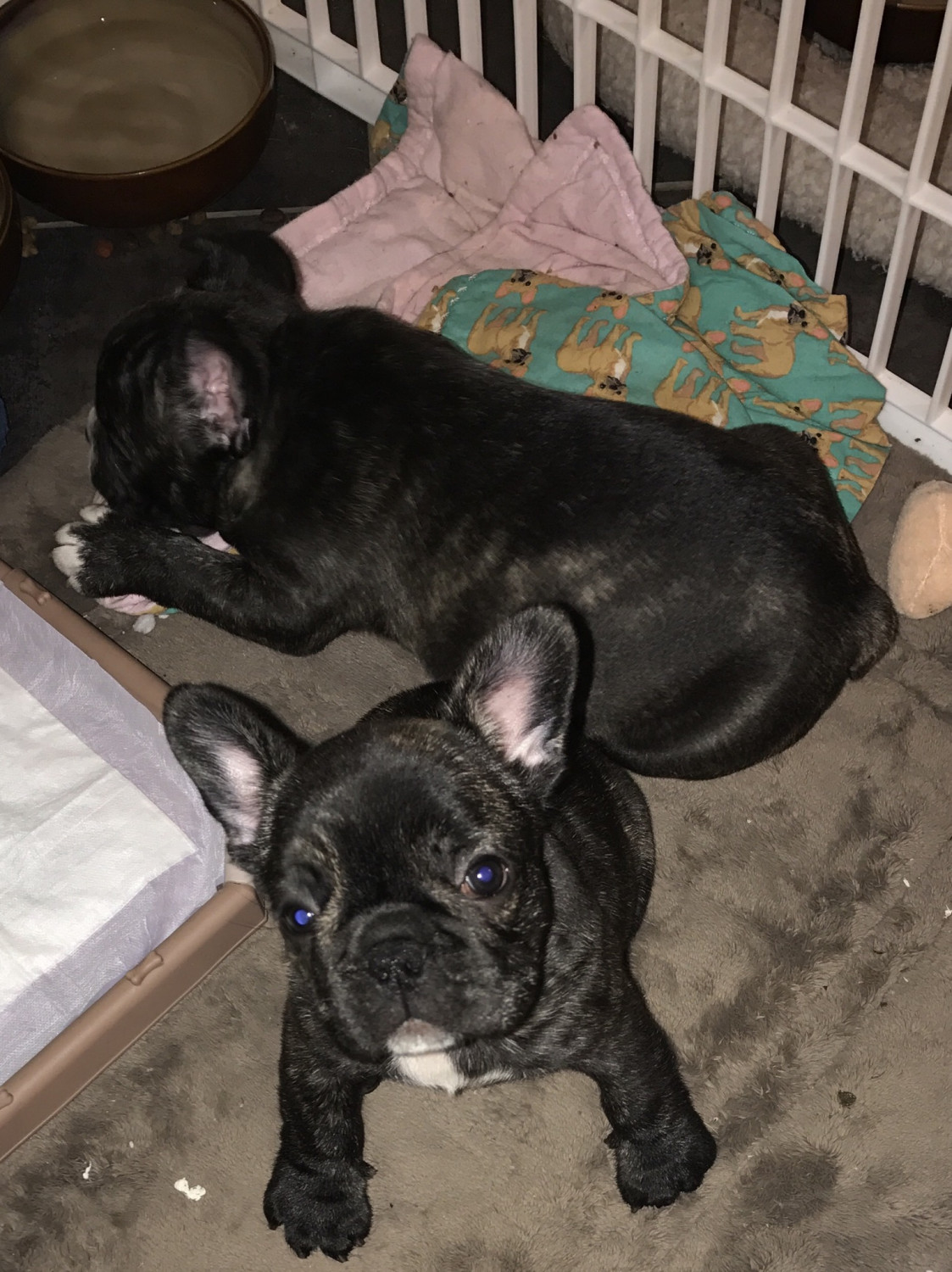 French Bulldog Puppies For Sale Louisville, KY 253015