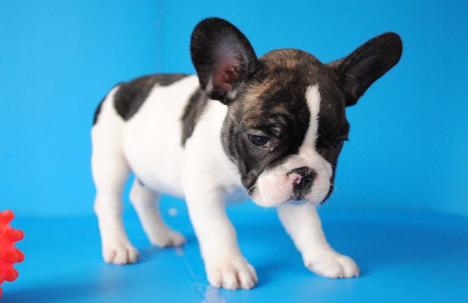 French Bulldog Puppies For Sale San Antonio, TX 253882