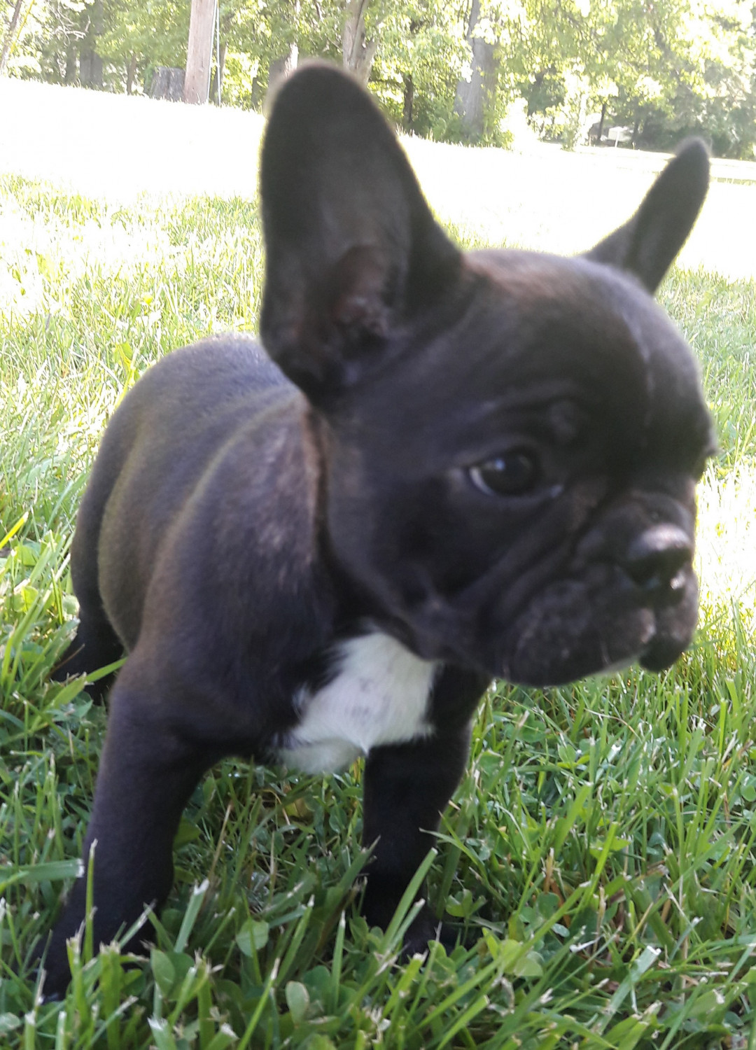 French Bulldog Puppies For Sale Dayton, OH 255148
