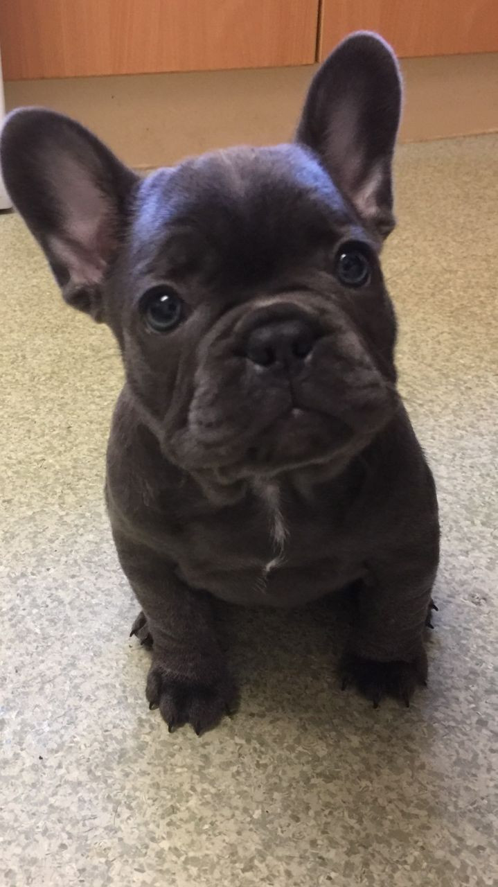 French Bulldog Puppies For Sale Pittsburgh, PA 255230