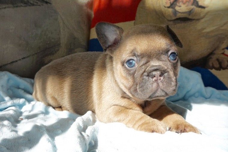 French Bulldog Puppies For Sale Orlando, FL 255752