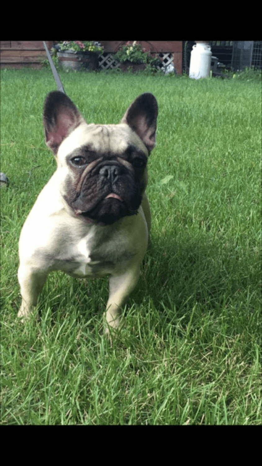 French Bulldog Puppies For Sale Crosby, MN 257986