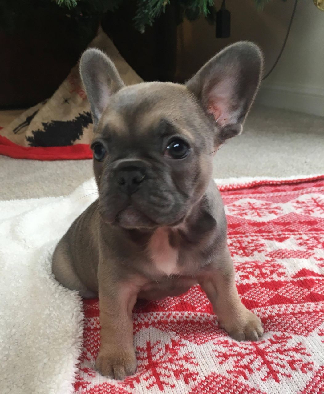 French Bulldog Puppies For Sale Columbus, OH 258465