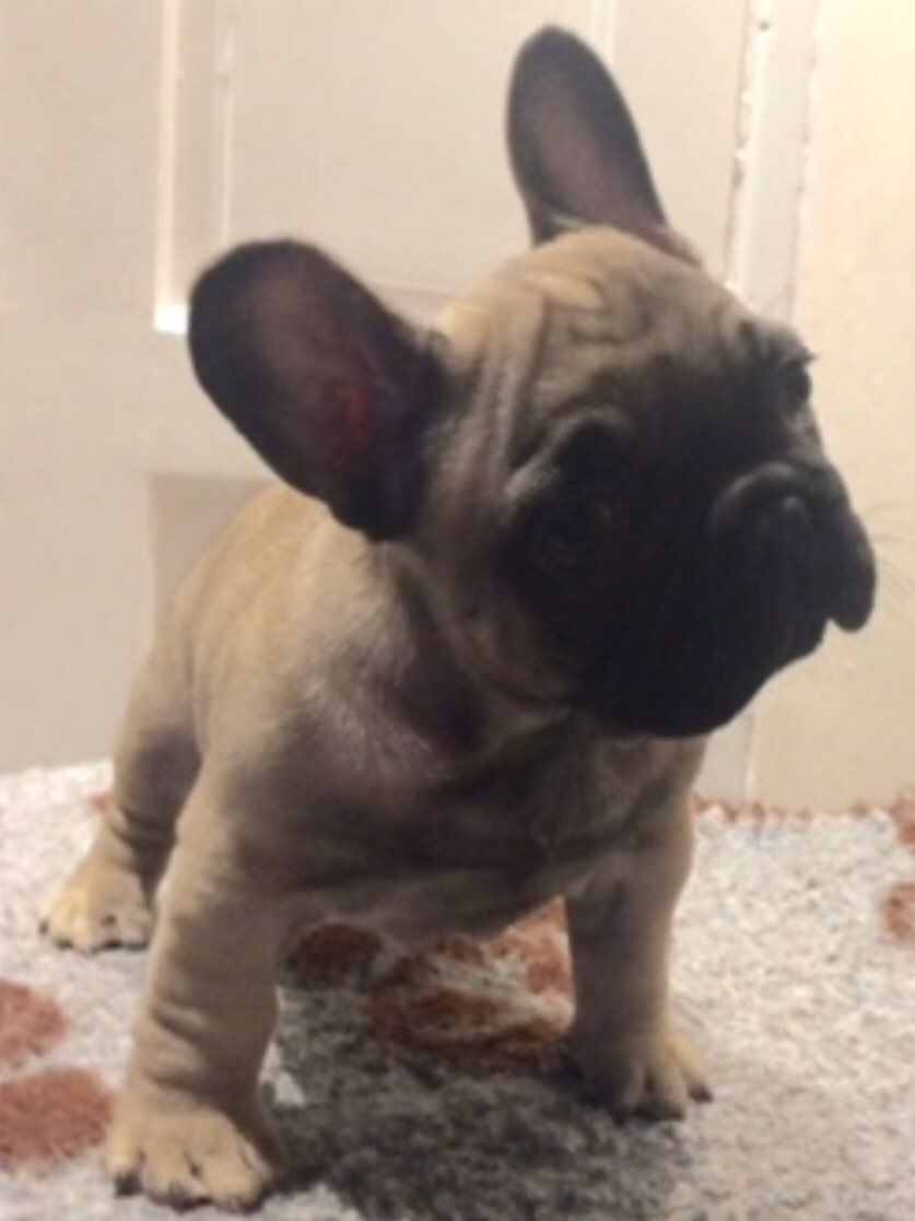 French Bulldog Puppies For Sale Columbus, OH 258468