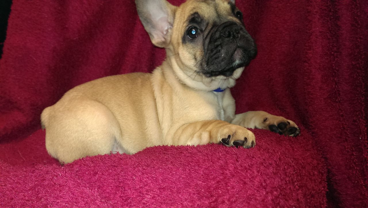 French Bulldog Puppies For Sale Lancaster Street