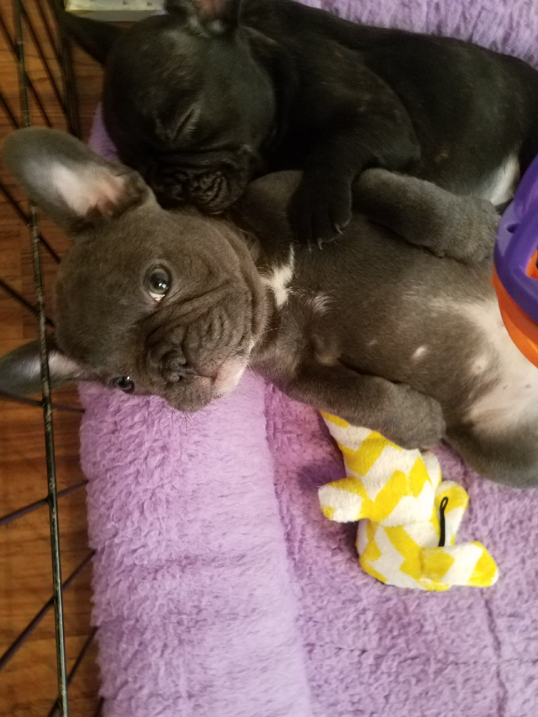 French Bulldog Puppies For Sale Boston, KY 260873