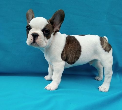 French Bulldog Puppies For Sale Baton Rouge, LA 261009