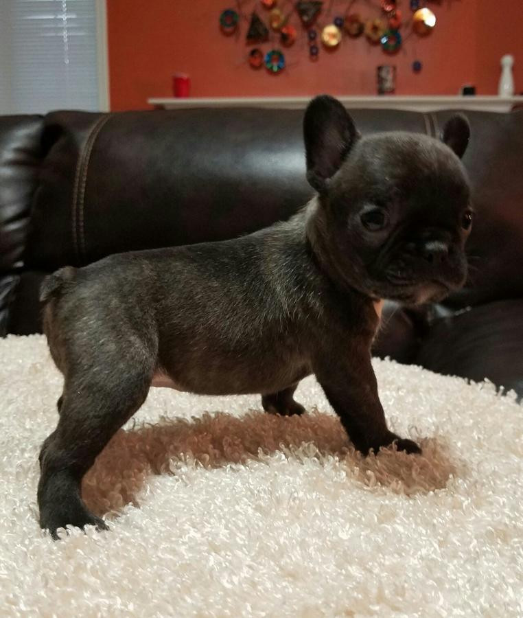 French Bulldog Puppies For Sale Los Angeles, CA 262056