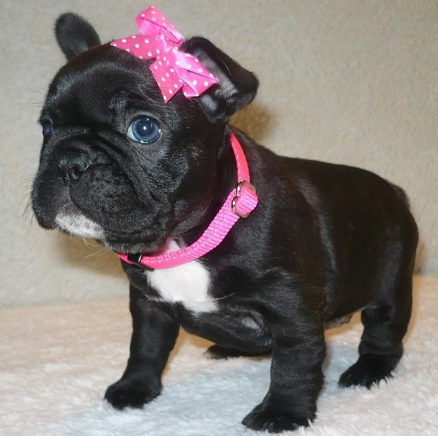 French Bulldog Puppies For Sale San Diego, CA 262400