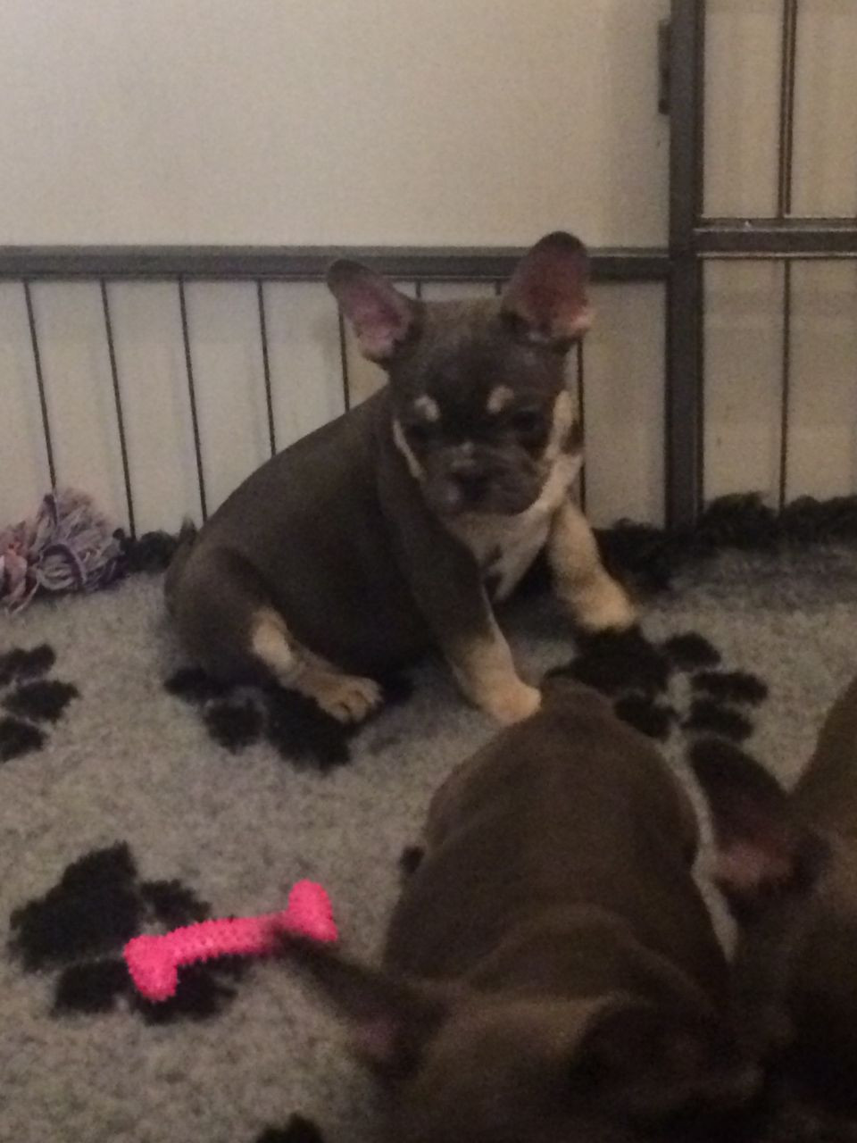 french bulldog puppies north east