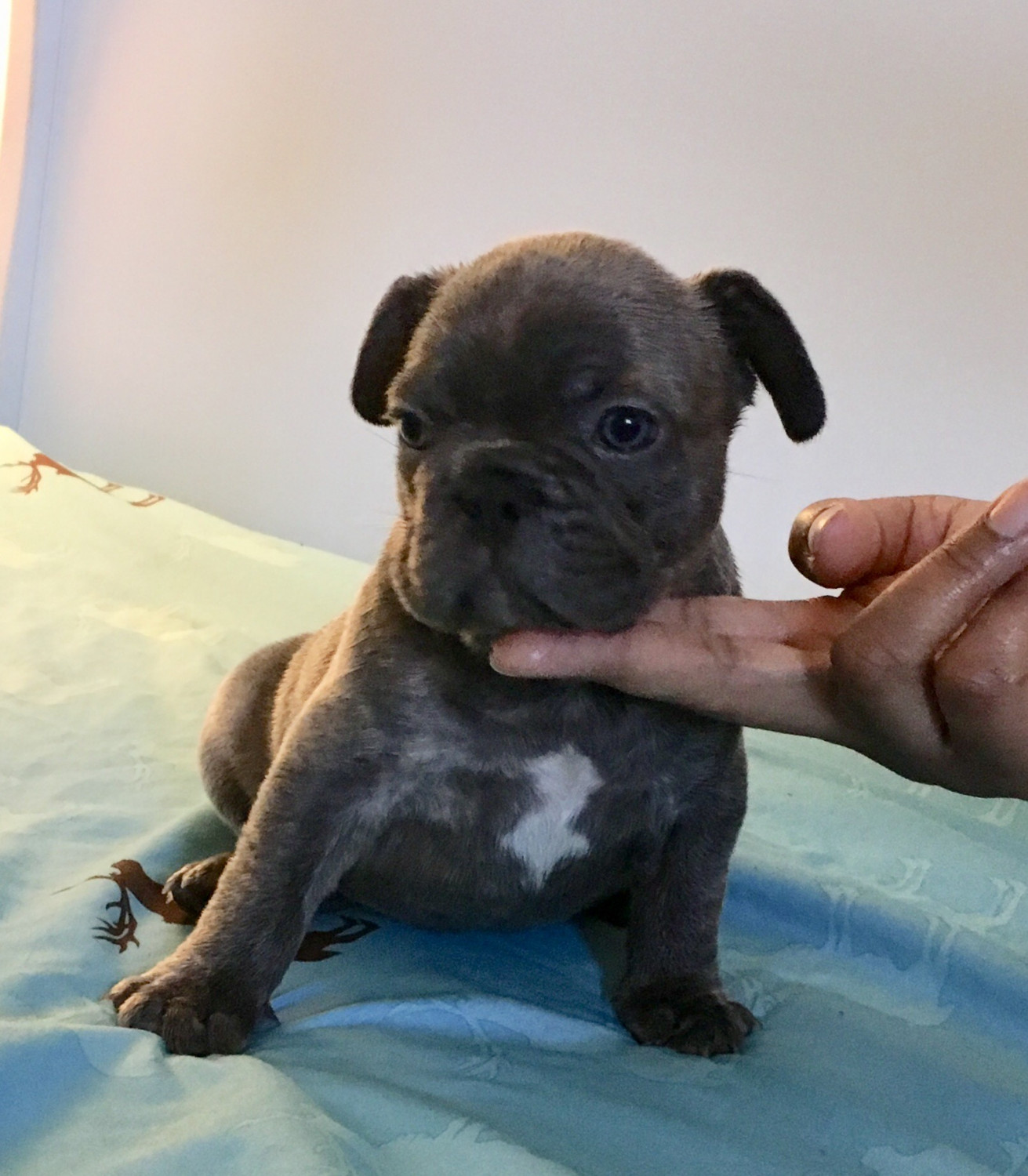 French Bulldog Puppies For Sale Palmdale, CA 263344