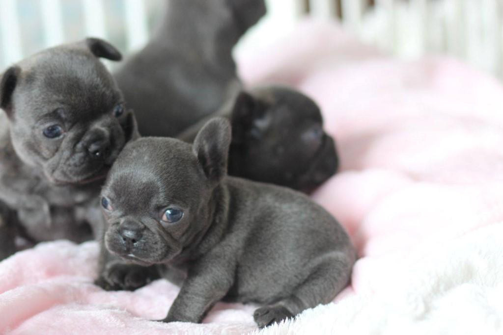 French Bulldog Puppies For Sale Ann Arbor, MI 263618