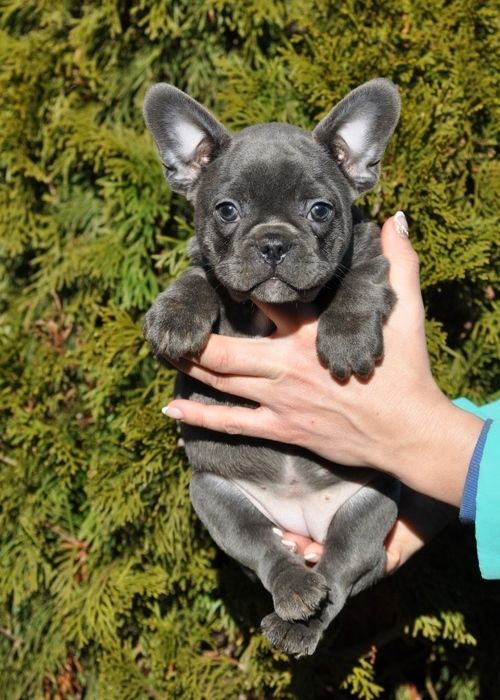 French Bulldog Puppies For Sale Brattleboro, VT 264153