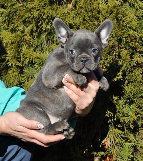 French Bulldog Puppies For Sale Pewaukee, WI 264217