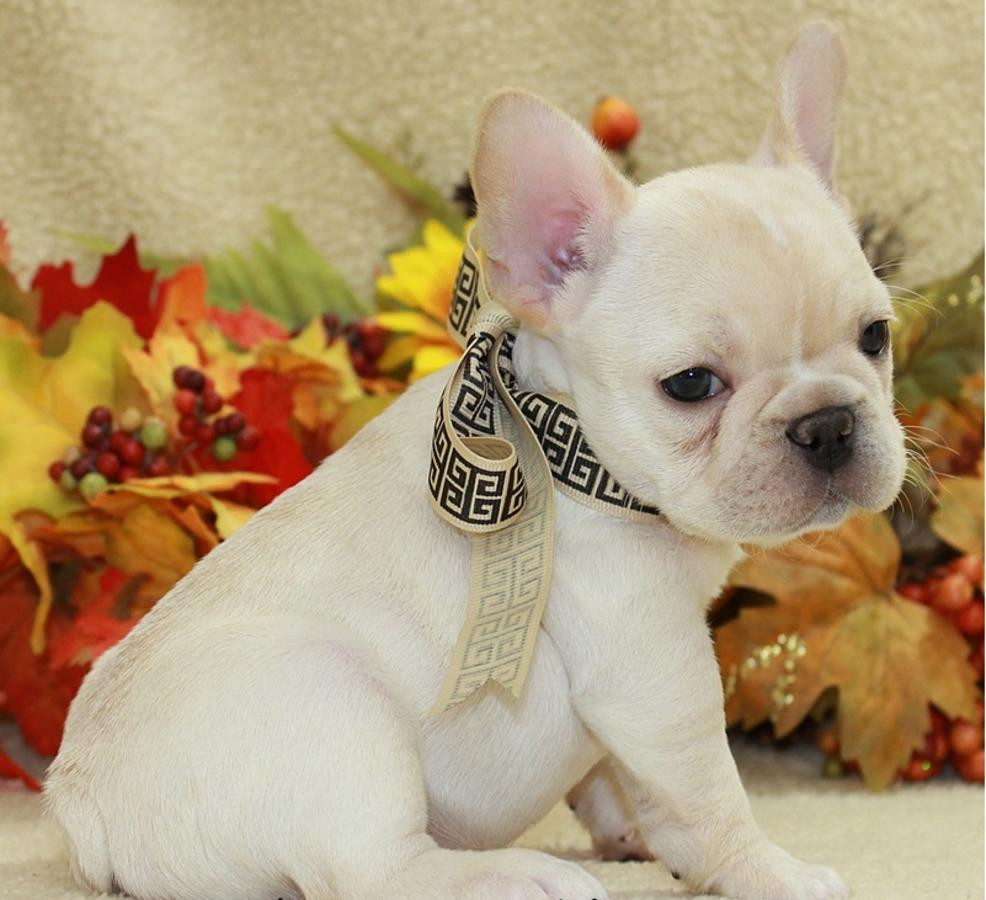 French Bulldog Puppies For Sale Dallas, TX 264373