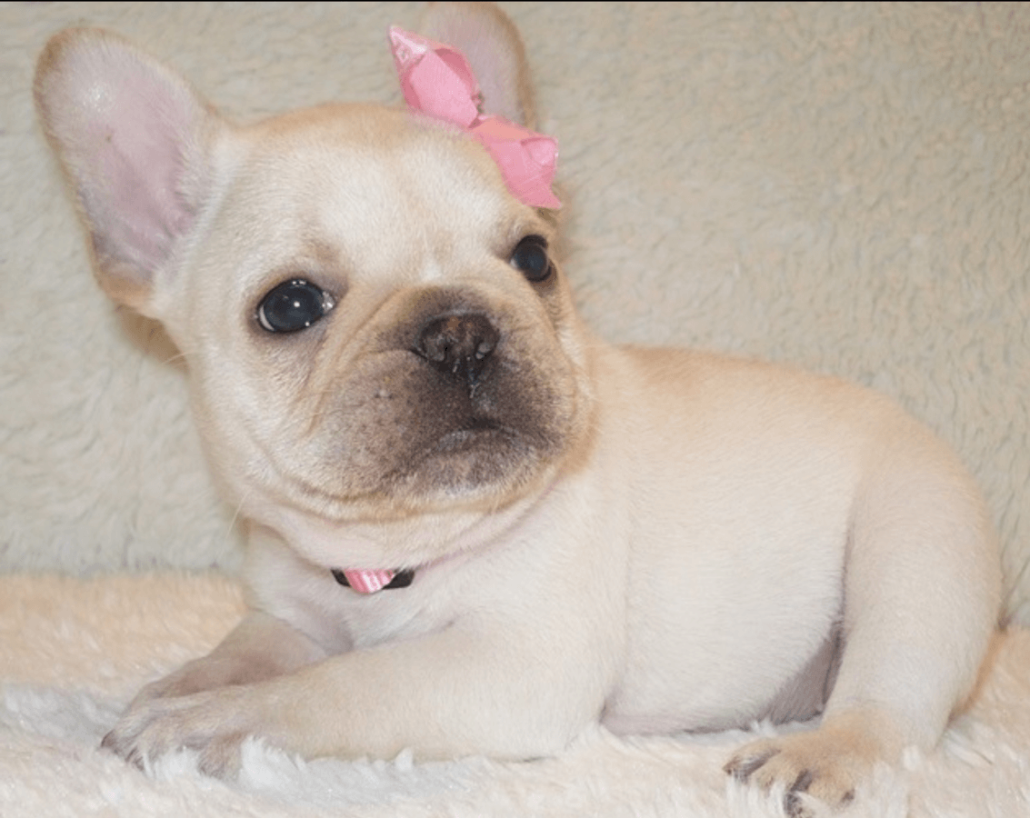 French Bulldog Puppies For Sale Dallas, TX 264373