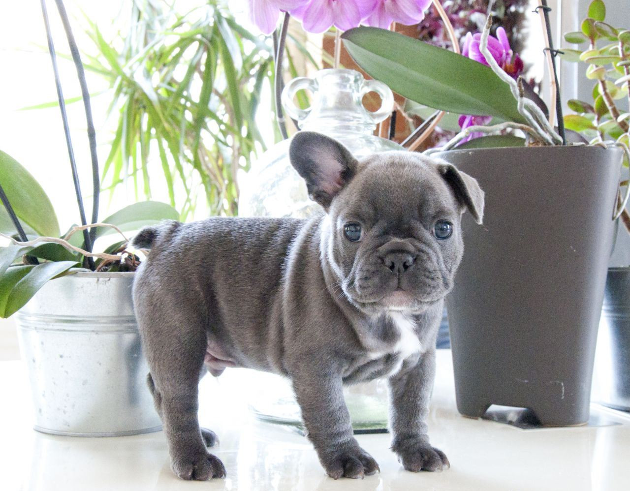 French Bulldog Puppies For Sale Southwest Portland, OR