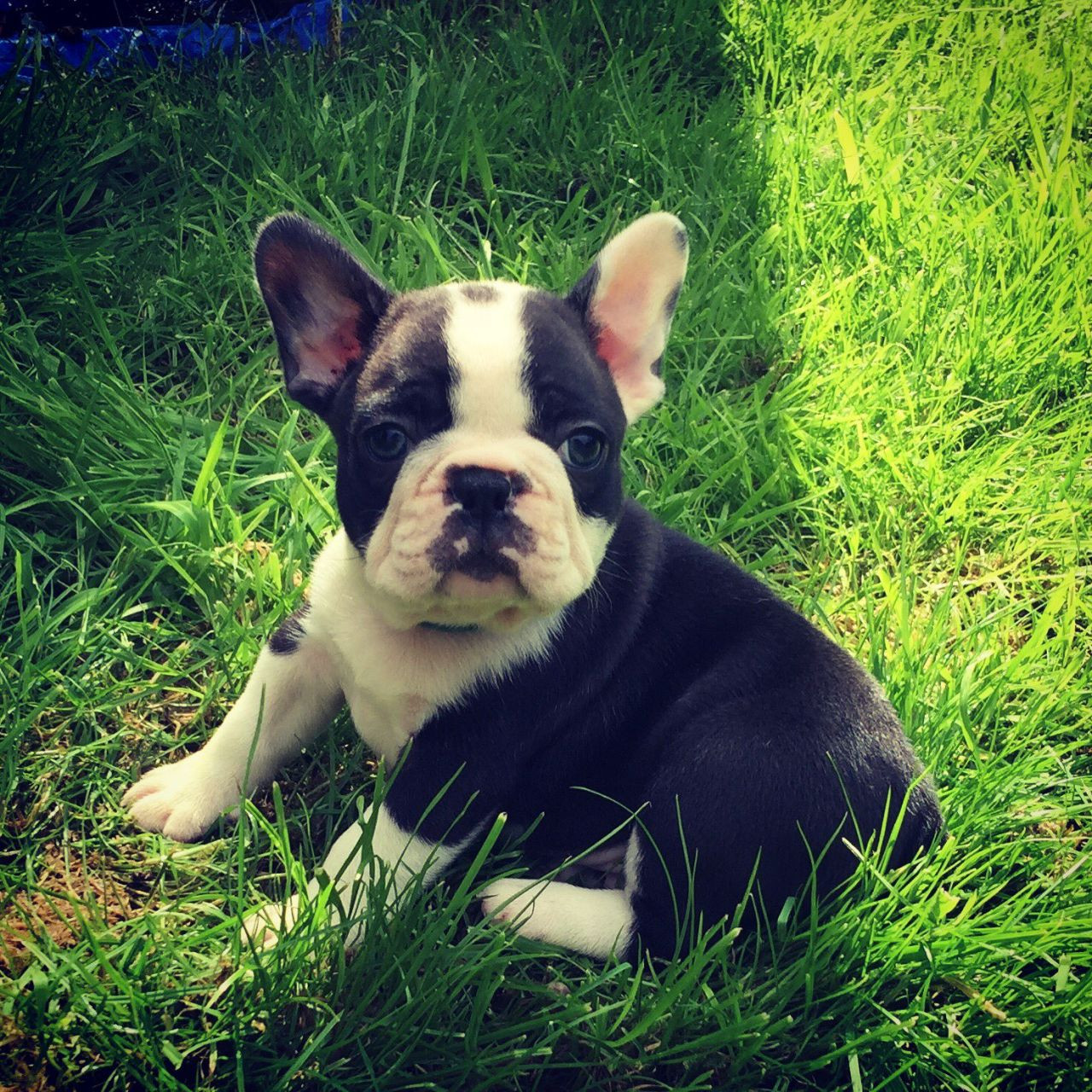 French Bulldog Puppies For Sale Wisconsin Dells, WI 265864