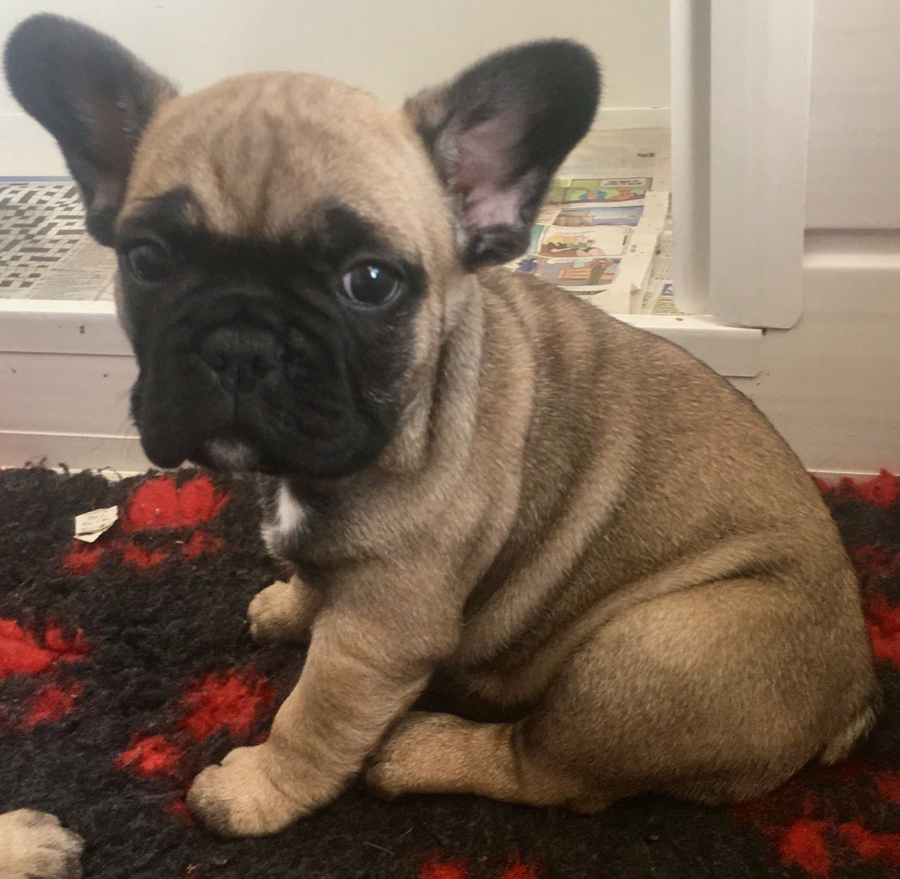 French Bulldog Puppies For Sale Chicago, IL 266493