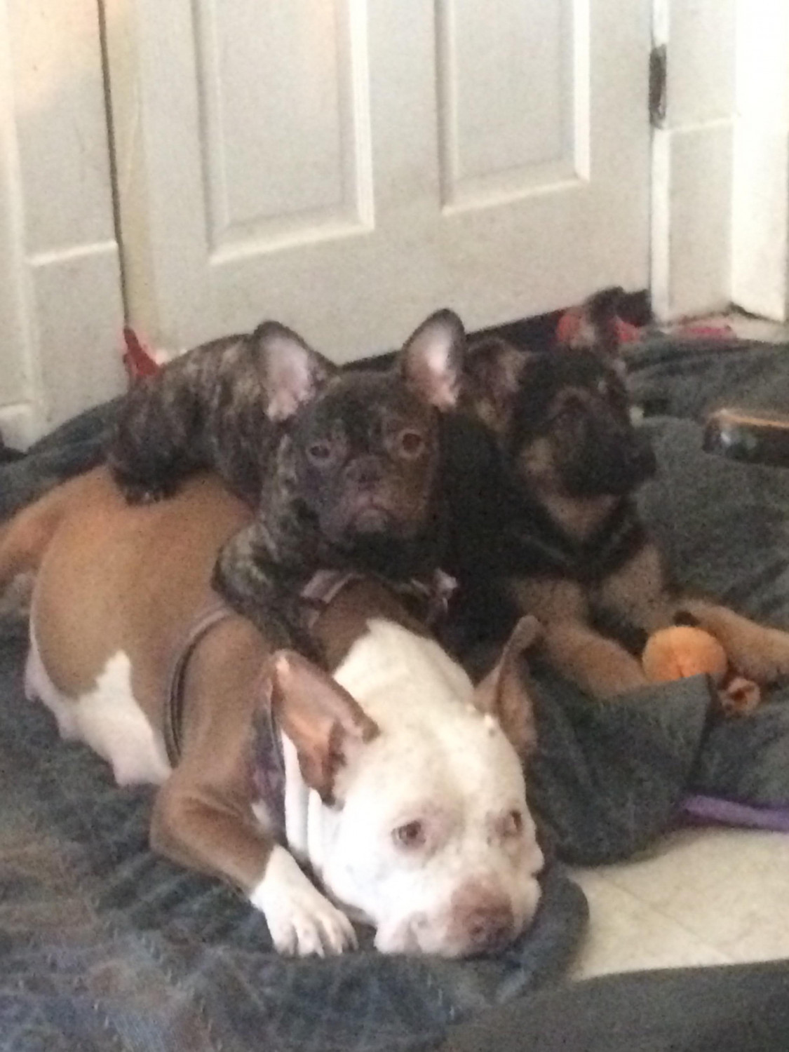 French Bulldog Puppies For Sale Chicopee, MA 267333