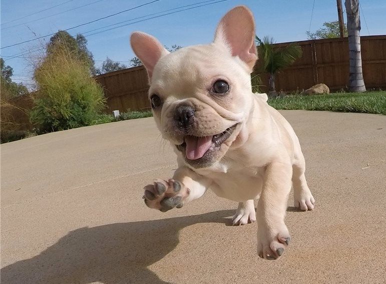 French Bulldog Puppies For Sale Little Rock, AR 268177
