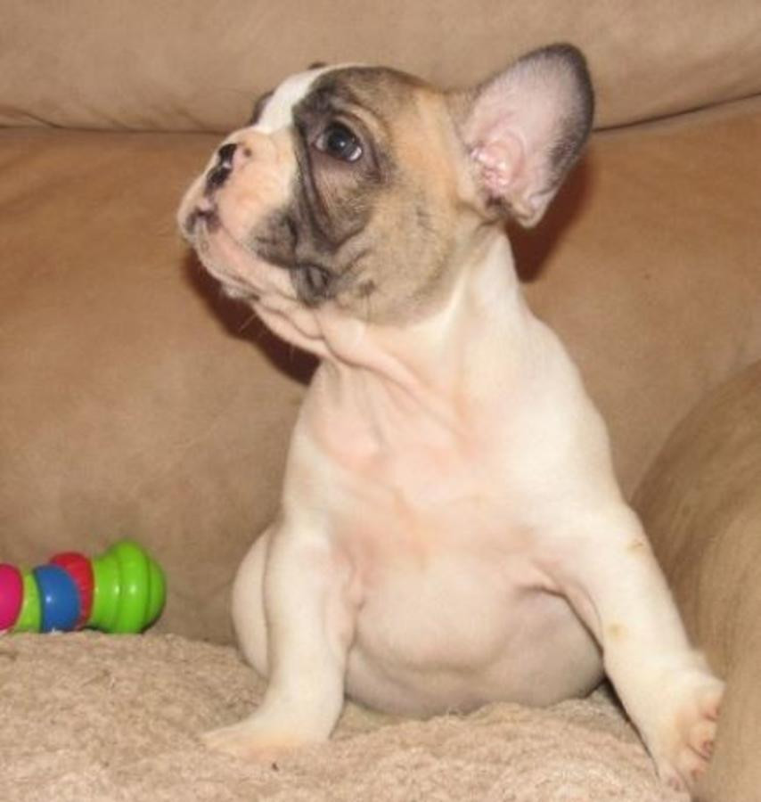 Monicea Cheap French Bulldog Puppies Under 500 Massachusetts