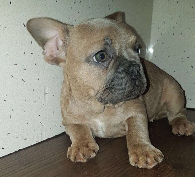 French Bulldog Puppies For Sale Charlotte, NC 268420