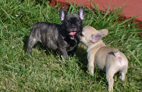 French Bulldog Puppies For Sale Elliottville, KY 268835